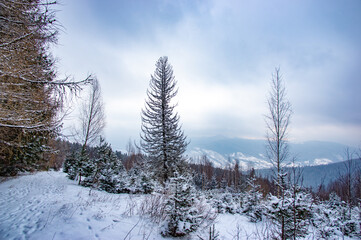 Snowy forest in the mountains