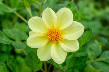 One beautiful large yellow dahlia flower in full bloom on blurred green background, photographed with soft focus in a garden in a sunny summer day.
