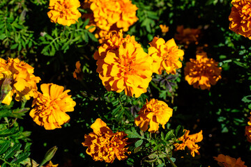 Large group of orange tagetes or African marigold flowers in a a garden in a sunny summer garden, textured floral background photographed with soft focus.