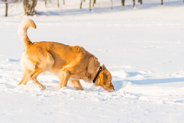 Fototapeta na wymiar Lovely golden retriever playful in the snow at evening in the park.
