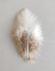 A beautiful bird feather with white background