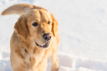 Obraz premium Winter portrait of young golden retriever at sunset evening.close-up portrait.