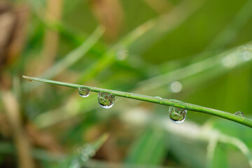 Dew drop on green leaf with nature background,close up