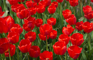 a field of red blooming tulips, spring flowers growing