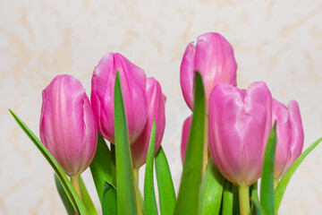 Bouquet of seven pink tulips closeup. card for March 8.neutral indoors background.