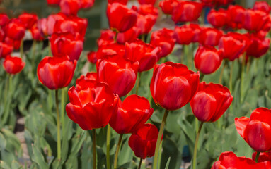 Obraz premium many red blooming tulips closeup, spring flowers theme