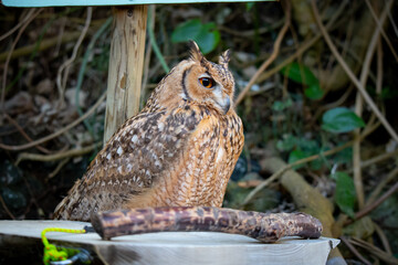 フクロウの近影