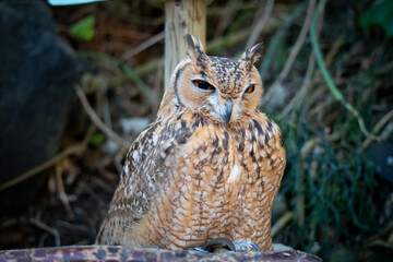フクロウの近影