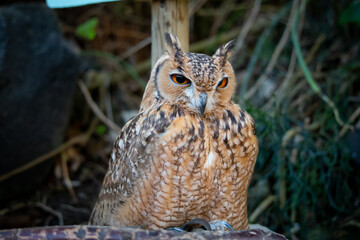 フクロウの近影