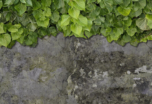 Green ivy grows on old brick wall. Old stone wall with ivy as background. © hary_cz