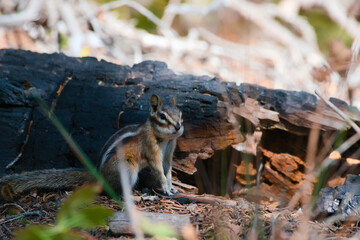 Chipmunk