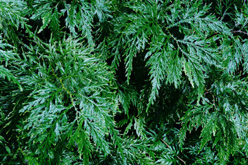 Beautyful ferns leaves green foliage natural floral fern background. lush green foliage in rainforest.