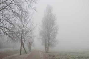 birch trees covered with fog on the sidewalk street in the city