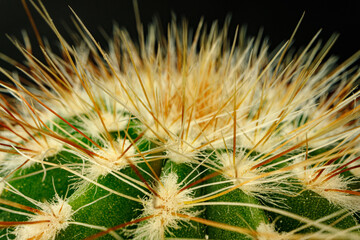 Macro photo of green cactus with spines