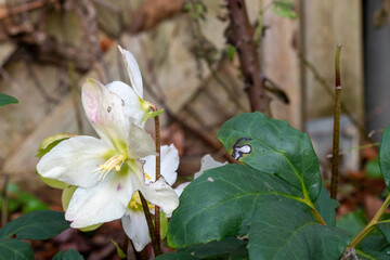 Die Christrose, Helleborus niger wird auch Schneerose oder Nieswurz genannt und begeistert im Winter mit ihren eleganten weißen Blüten.