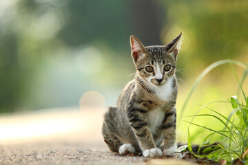 Thai little kitten playing on the grass roadside in morning