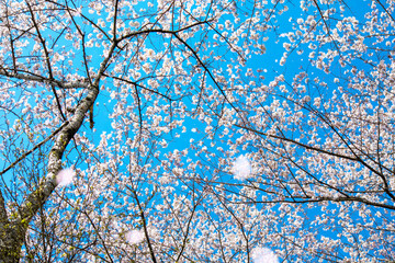 Spring background material for blue sky and cherry trees
