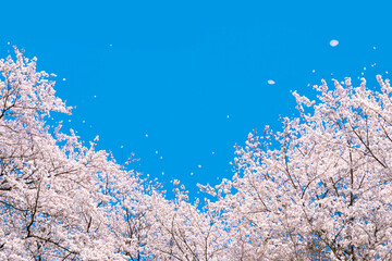 Spring background material for blue sky and cherry trees