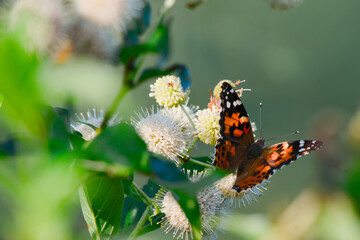 Butterfly on Buttonbush