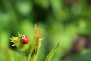Seven spot ladybug sitting on green leaf on blurred green background. Ladybird on a leaf top view wallpaper with copy space. Lady beetle macro detail with bokeh.