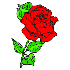 A beautiful blooming red rose isolated on white background vector illustration.