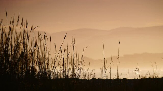 Beach plant reeds against sunset over sea coast. Nature landscape. Rack focus