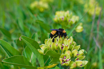 American Bumblebee