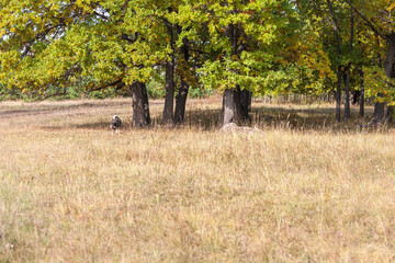 Autumn landscape with oak trees and hunting dog West Siberian Laika (a related breed of husky). Selective focus.