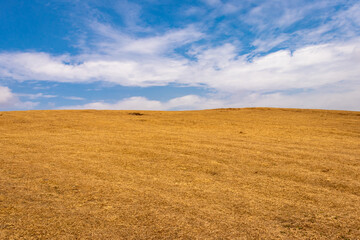 Fototapeta na wymiar yellow grass field with blue sky wallpaper