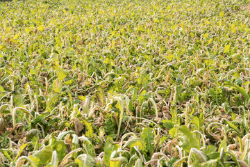Chinese cabbage that is no longer for sale due to frost damage