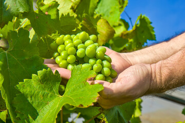 Man holding grape in the vineyard