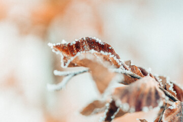 Braune Blätter im Winter mit Schnee im Wind