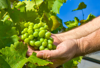 Naklejka na ściany i meble Man holding grape in the vineyard