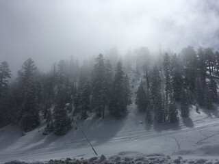 Moody view of snow covered trees on a mountain side on a. foggy day