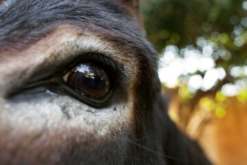 donkey's eye close-up horizontal photo.
