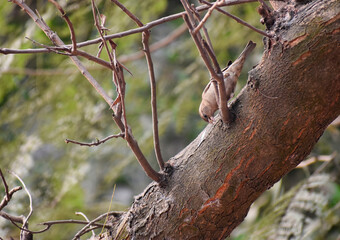 Yellow-throated sparrow.