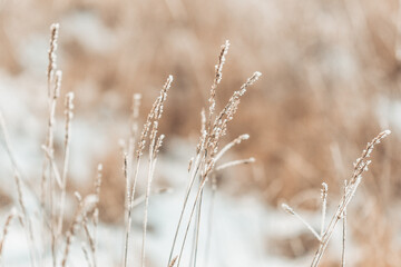 Pampasgras gefroren im Winter auf einem Feld 