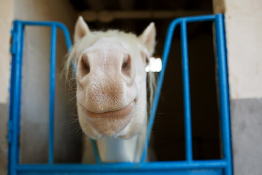 albino white horse muzzle close-up. 