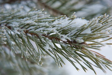 Snow-covered fir branches close-up. Christmas tree in hoarfrost, snowflakes. Winter season, frost and cold.