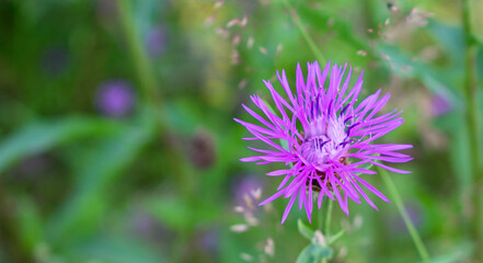 A meadow with purple flowers. Summer, spring. Blossom.