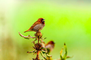 This is small and beautiful bird called Scaly-breasted Munia or spotted munia. This munia eats mainly grass seeds apart from berries and small insects. 