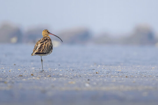 This is Eurasian Curlew shore bird resting at the beach with one leg folded to conserve the energy. 