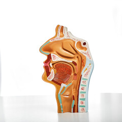 Anatomical sagittal model of nasal cavity, oral cavity, larynx and pharynx for medical and...