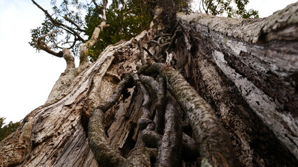 Fototapeta na wymiar Hollow tree with vines growing in trunk. New Zealand Native Tawa tree