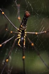 spider, insect, macro, nature, animal, arachnid, web, isolated, brown, black, white, closeup, bug, arachnophobia, wildlife, predator, scary, widow, creepy, close-up, phobia, hairy, poisonous, danger, 