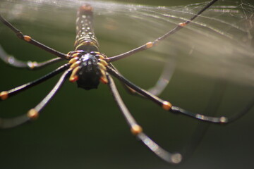 spider, insect, macro, nature, animal, arachnid, web, isolated, brown, black, white, closeup, bug, arachnophobia, wildlife, predator, scary, widow, creepy, close-up, phobia, hairy, poisonous, danger, 
