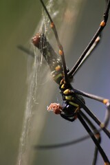 spider, insect, macro, nature, animal, arachnid, web, isolated, brown, black, white, closeup, bug, arachnophobia, wildlife, predator, scary, widow, creepy, close-up, phobia, hairy, poisonous, danger, 