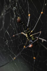 spider, insect, macro, nature, animal, arachnid, web, isolated, brown, black, white, closeup, bug, arachnophobia, wildlife, predator, scary, widow, creepy, close-up, phobia, hairy, poisonous, danger, 