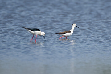 Himantopus himantopus - Black-winged stilt