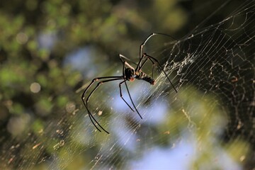 spider, insect, macro, nature, animal, arachnid, web, isolated, brown, black, white, closeup, bug, arachnophobia, wildlife, predator, scary, widow, creepy, close-up, phobia, hairy, poisonous, danger, 